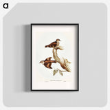 Brown Tree-Creeper
 - オーストラリアの鳥 Poster.