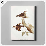 Brown Tree-Creeper
 - オーストラリアの鳥 Canvas.