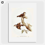 アートポスター-Brown Tree-Creeper
 - オーストラリアの鳥 Poster.