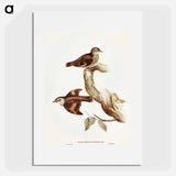 Brown Tree-Creeper
 - オーストラリアの鳥 Poster.