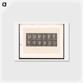 アートポストカード-Dancing Woman
 - エドワード マイブリッジ Postcard.