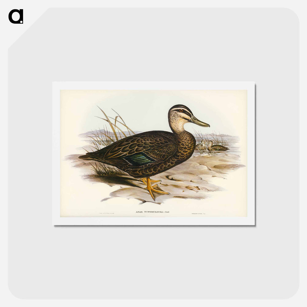 アートポストカード-Australian Wild Duck
 - ジョン グールド Postcard.
