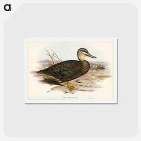 アートポストカード-Australian Wild Duck
 - ジョン グールド Postcard.