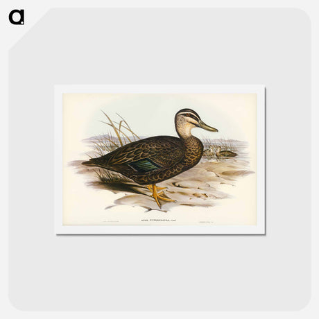 アートポストカード-Australian Wild Duck
 - ジョン グールド Postcard.
