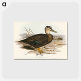 アートポストカード-Australian Wild Duck
 - ジョン グールド Postcard.