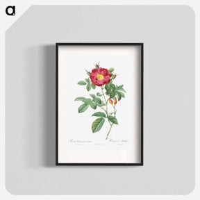 アートポスター-Red Portland Rose - ピエール ジョゼフ ルドゥーテ Poster.