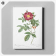6-81_Pierre-Joseph-Redoute_canvas
