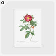 アートポストカード-Red Portland Rose - ピエール ジョゼフ ルドゥーテ Postcard.