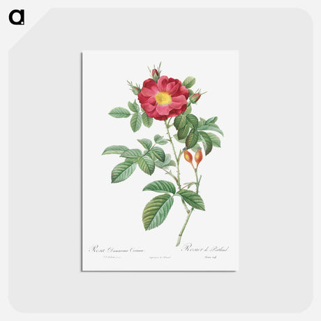 アートポストカード-Red Portland Rose - ピエール ジョゼフ ルドゥーテ Postcard.
