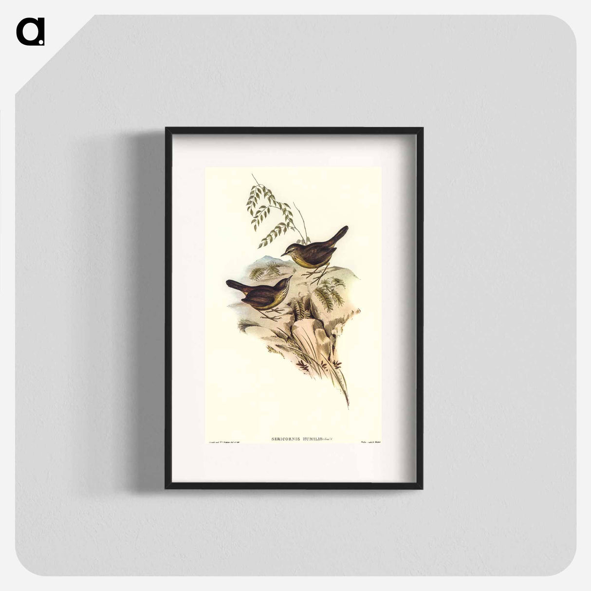 アートポスター-Sombre-coloured Sericornis
 - オーストラリアの鳥 Poster.