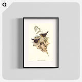 アートポスター-Sombre-coloured Sericornis
 - オーストラリアの鳥 Poster.