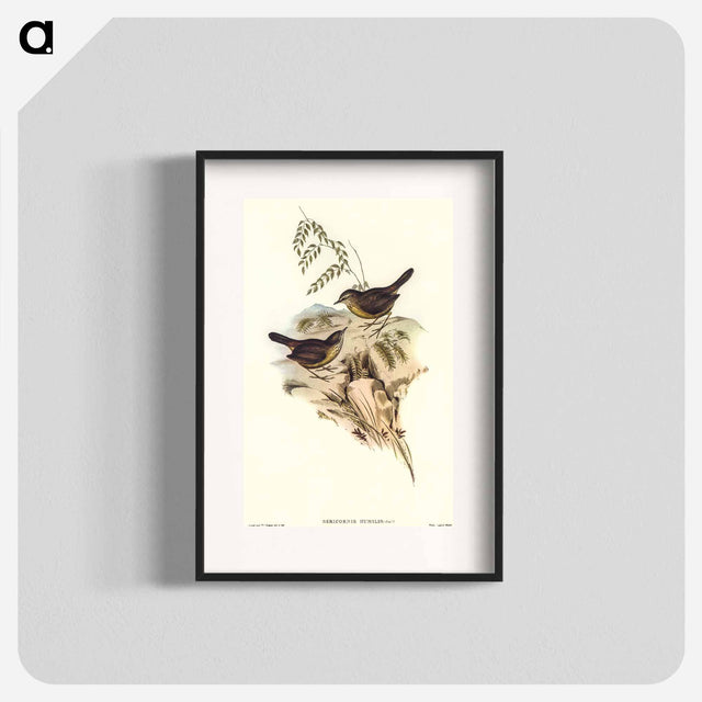 アートポスター-Sombre-coloured Sericornis
 - オーストラリアの鳥 Poster.
