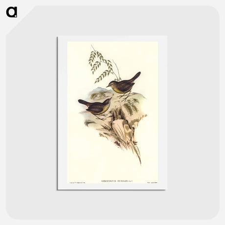 アートポストカード-Sombre-coloured Sericornis
 - オーストラリアの鳥 Postcard.