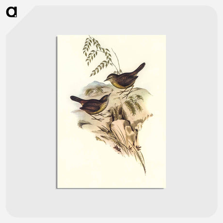 アートポストカード-Sombre-coloured Sericornis
 - オーストラリアの鳥 Postcard.