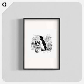 アートポスター-Victorian Style Penguins Engraving
 - 大英図書館 Poster.