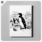 アートパネル-Victorian Style Penguins Engraving
 - 大英図書館 Canvas.