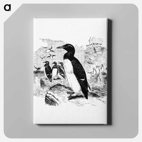 アートパネル-Victorian Style Penguins Engraving
 - 大英図書館 Canvas.