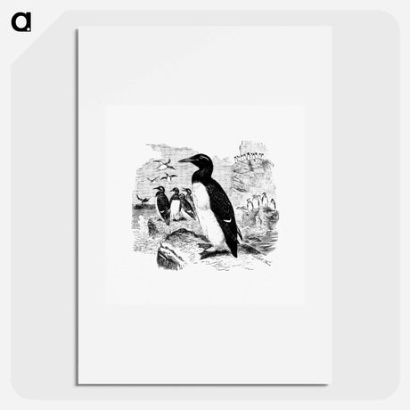 アートポスター-Victorian Style Penguins Engraving
 - 大英図書館 Poster.