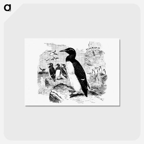 アートポストカード-Victorian Style Penguins Engraving
 - 大英図書館 Postcard.