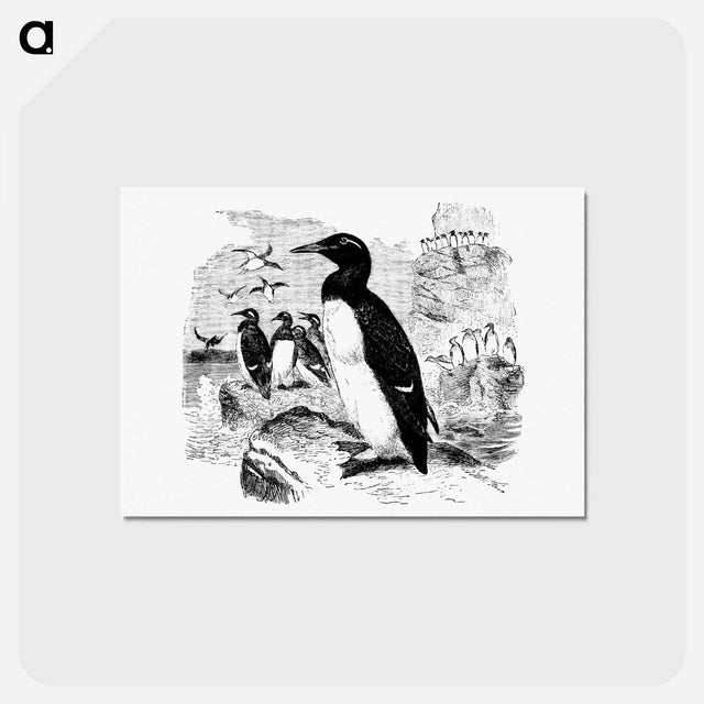 アートポストカード-Victorian Style Penguins Engraving
 - 大英図書館 Postcard.