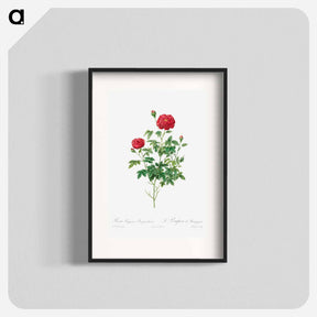 アートポスター-Pompon Rose
 - クリーブランド美術館 Poster.