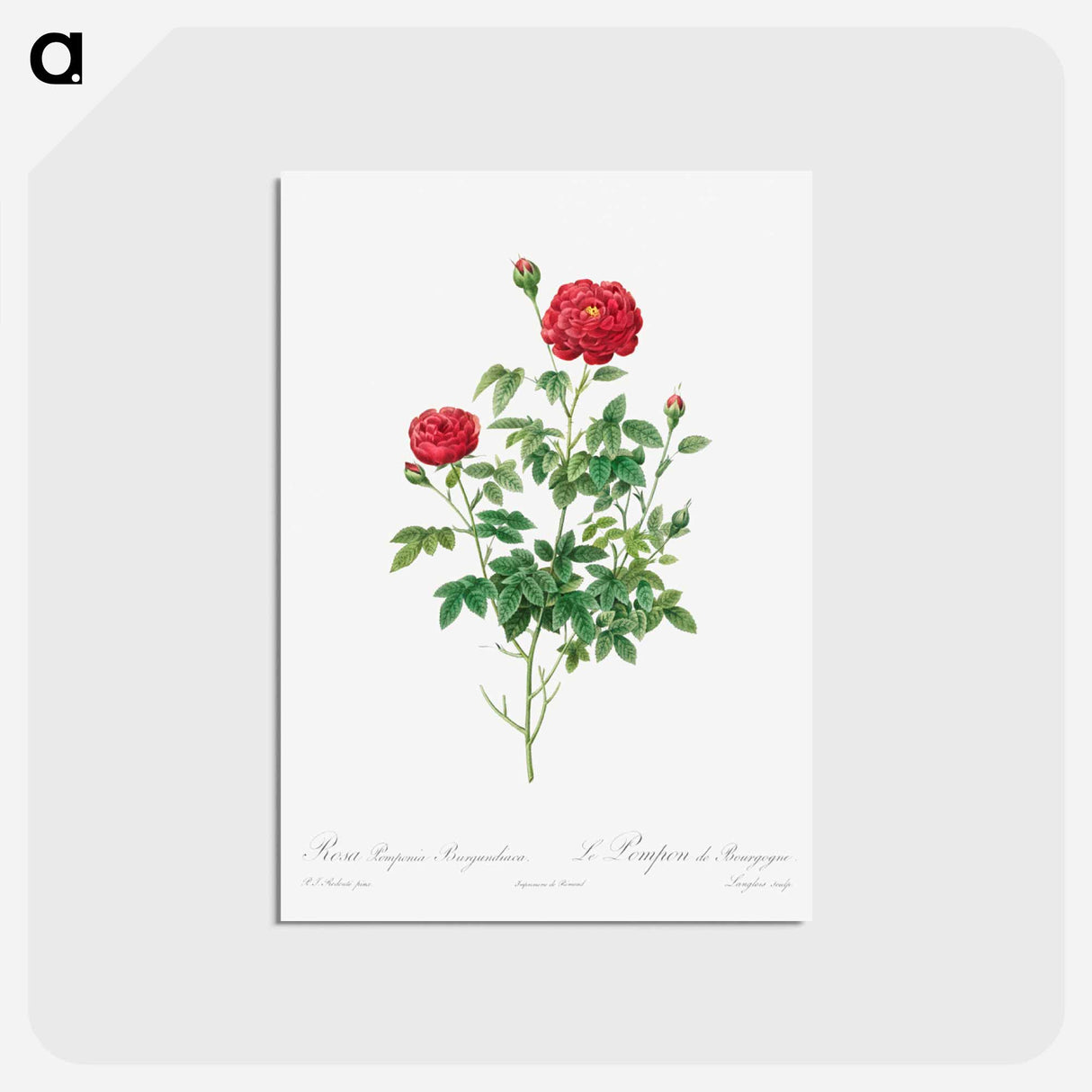 アートポストカード-Pompon Rose
 - クリーブランド美術館 Postcard.