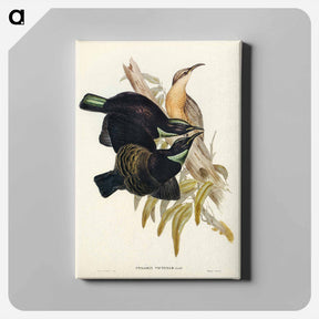 アートパネル-Victoria Rifle-bird
 - ジョン グールド Canvas.