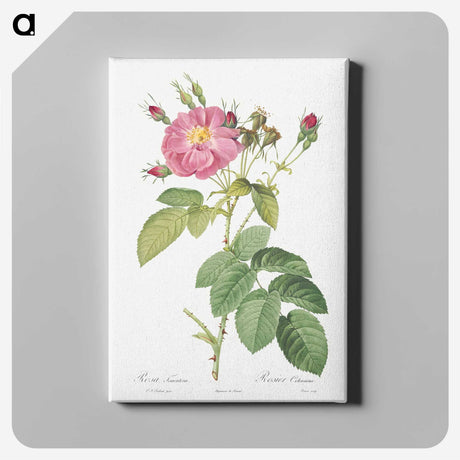 6-82_Pierre-Joseph-Redoute_canvas
