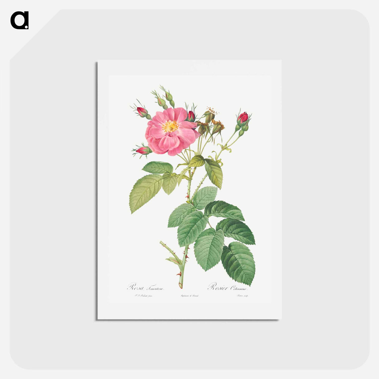 アートポストカード-Harsh Downy Rose - ピエール ジョゼフ ルドゥーテ Postcard.