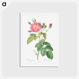 アートポストカード-Harsh Downy Rose - ピエール ジョゼフ ルドゥーテ Postcard.