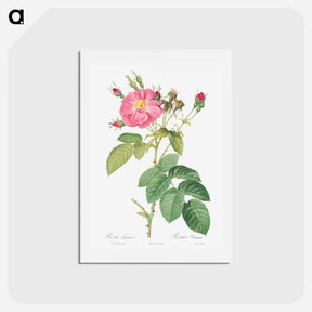 アートポストカード-Harsh Downy Rose - ピエール ジョゼフ ルドゥーテ Postcard.