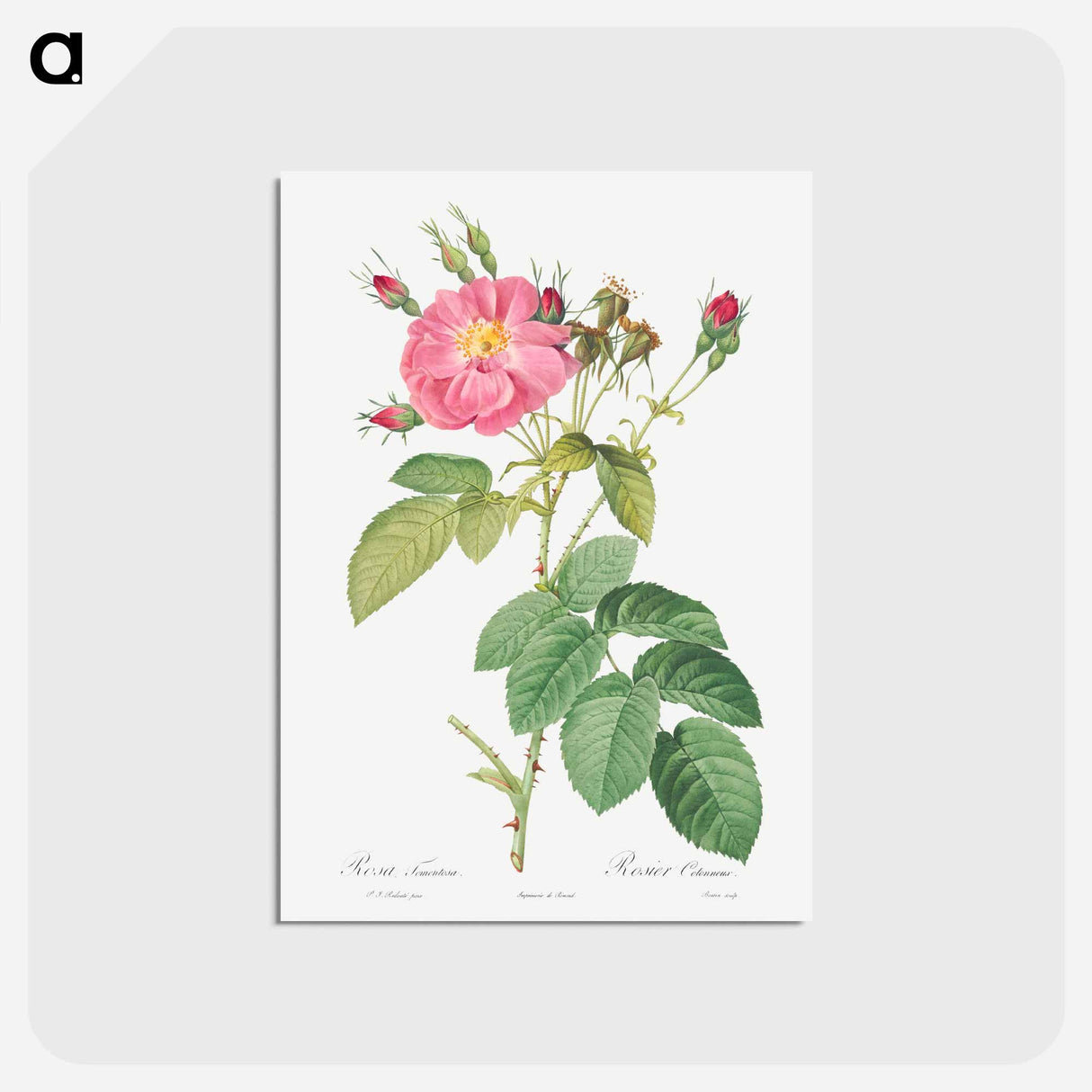 アートポストカード-Harsh Downy Rose - ピエール ジョゼフ ルドゥーテ Postcard.