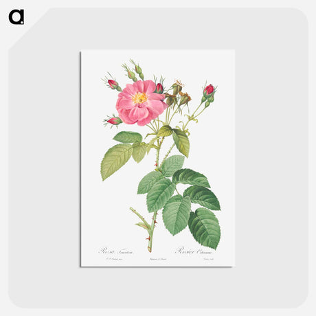 アートポストカード-Harsh Downy Rose - ピエール ジョゼフ ルドゥーテ Postcard.