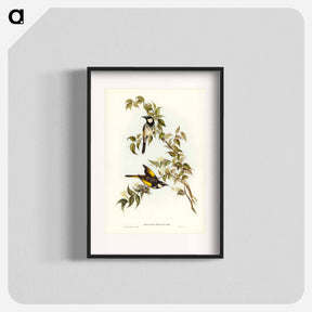 アートポスター-White-cheeked Honey-eater
 - オーストラリアの鳥 Poster.