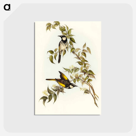 アートポストカード-White-cheeked Honey-eater
 - オーストラリアの鳥 Postcard.