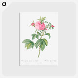 アートポストカード-Agatha rose - ピエール ジョゼフ ルドゥーテ Postcard.