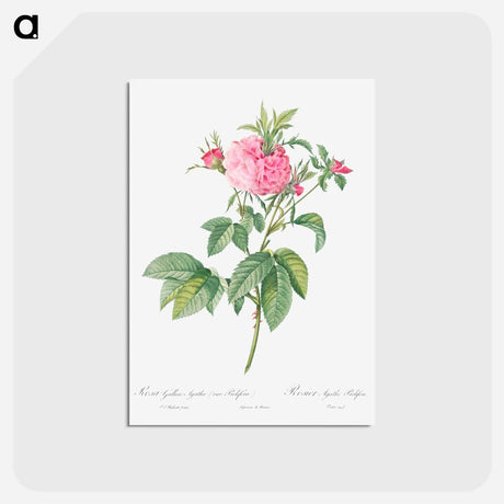 アートポストカード-Agatha rose - ピエール ジョゼフ ルドゥーテ Postcard.