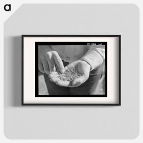 アートポスター-Guayule Worms
 - ラッセル リー Poster.