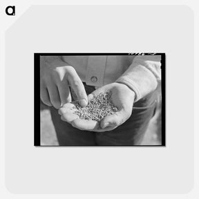 アートポストカード-Guayule Worms
 - ラッセル リー Postcard.