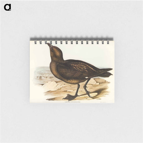 アートメモ帳-Skua Gull
 - オーストラリアの鳥 Memo.