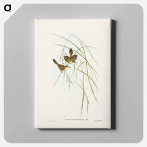 アートパネル-Lineated Warbler
 - ジョン グールド Canvas.