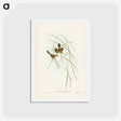 アートポストカード-Lineated Warbler
 - ジョン グールド Postcard.