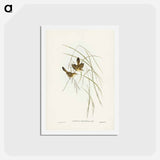 アートポストカード-Lineated Warbler
 - ジョン グールド Postcard.