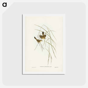 アートポストカード-Lineated Warbler
 - ジョン グールド Postcard.