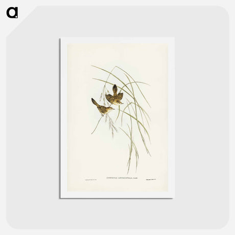 アートポストカード-Lineated Warbler
 - ジョン グールド Postcard.