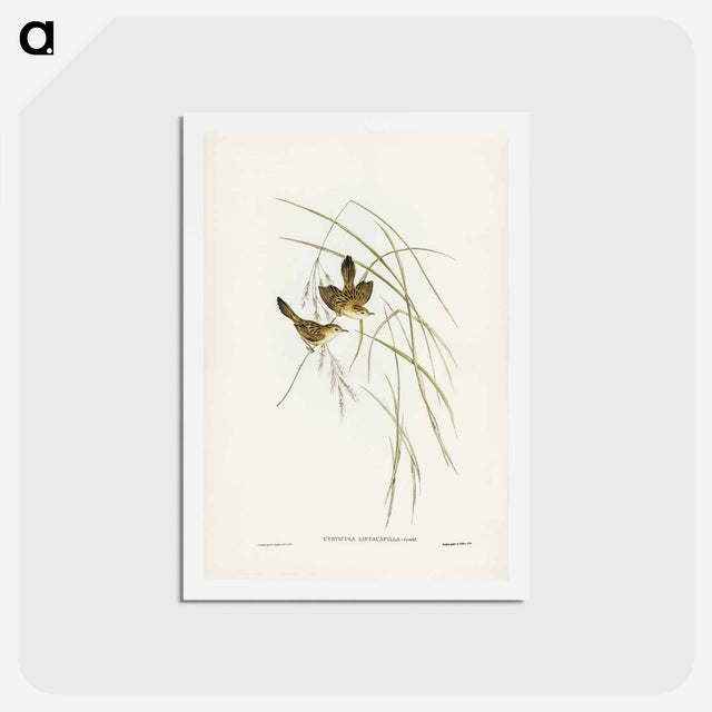 アートポストカード-Lineated Warbler
 - ジョン グールド Postcard.