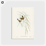 アートポストカード-Lineated Warbler
 - ジョン グールド Postcard.