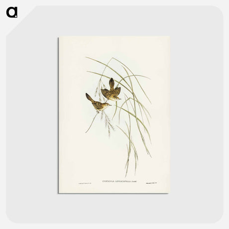 アートポストカード-Lineated Warbler
 - ジョン グールド Postcard.