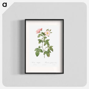 アートポスター-Rosa glauca - ピエール ジョゼフ ルドゥーテ Poster.
