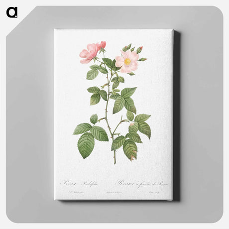 アートパネル-Rosa glauca - ピエール ジョゼフ ルドゥーテ Canvas.